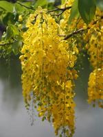 cassia fistule, arbre de douche doré fleur jaune fleurissant beau bouquet dans le jardin flou de fond de nature photo