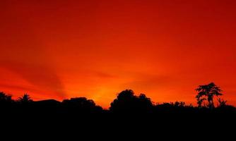 coucher de soleil, ciel orange bush silhouette d'arbre fond noir nature