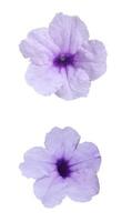 waterkanon, watrakanu, minnieroot, racine de fer, fiévreuse, gousse éclatante, plante de craquelin trai-no toi ting, bluebell mexicain pétunia fleur violette fond blanc photo