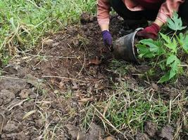 femme plantant un bananier légume fleurissant dans le jardin sur fond de nature photo