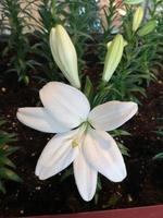 Lys blanc, hybrides de lilium fleur de lys de pâques en plein essor belle nature floue d'arrière-plan photo