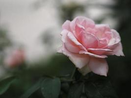 fleur de couleur rose qui fleurit dans le jardin flou du fond de la nature, concept d'espace de copie pour écrire la conception de texte devant le fond pour la bannière, la carte, le papier peint, la page Web, la carte de voeux saint valentin