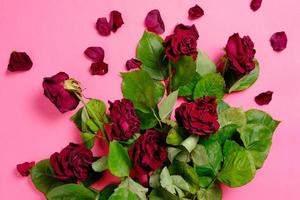 bouquet de roses rouges fanées sur fond rose. photo