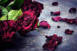 bouquet de roses rouges fanées avec des pétales morts sur le sol.