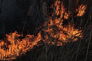 arrière-plan, flammes rouges feu fort, brûlant de l'herbe sèche, urgence. photo