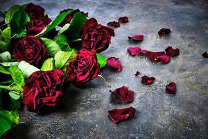 bouquet de roses rouges fanées avec des pétales morts sur le sol.