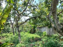 verdure nature jardin paysage écologique avec ferme, fleurs, soleil, cascade, jardinage de la terre jour été fond photographie images naturelles photo