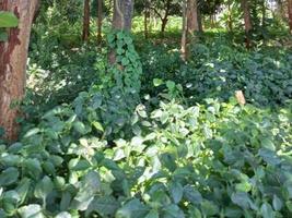 verdure nature jardin paysage écologique avec ferme, fleurs, soleil, cascade, jardinage de la terre jour été fond photographie images naturelles photo