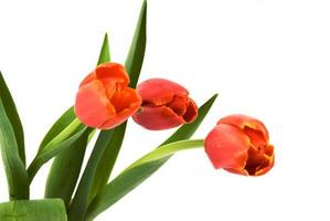 tulipes rouges sur fond blanc photo