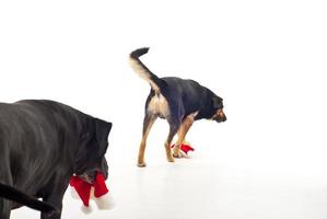 dos de chiens marchant avec des chapeaux de père noël photo