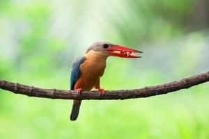 martin-pêcheur à bec de cigogne avec poisson dans le bec perché sur la branche en thaïlande. photo