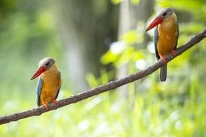 deux martins-pêcheurs à bec de cigogne perchés sur la branche en thaïlande. photo