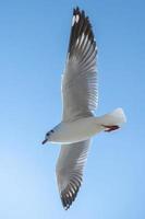 mouette dans le ciel en thaïlande photo