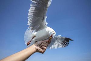 mouette dans le ciel en thaïlande photo