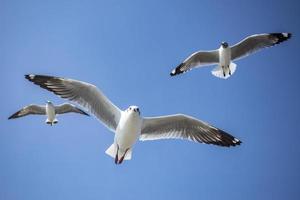 mouette dans le ciel en thaïlande photo