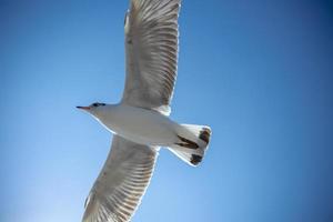 mouette dans le ciel en thaïlande photo