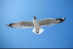 mouette dans le ciel en thaïlande photo