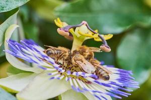 Abeilles récoltant du pollen sur une fleur de la passion photo