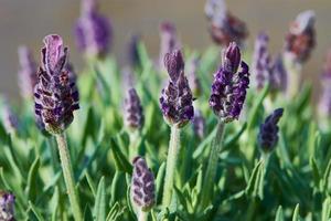 lavande française espagnole, lavandula stoechas, violette pourpre peut plante de jardin, gros plan photo