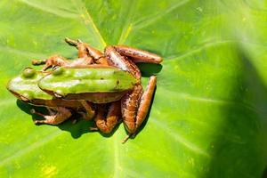 grenouille amazonienne aux yeux rouges sur une grande feuille de palmier, grenouille amazonienne aux yeux rougesgrenouille amazonienne aux yeux rouges, agalychnis callidryas. photo