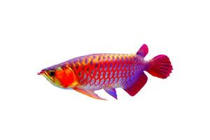 beau poisson arowana asiatique isoler sur fond blanc. photo