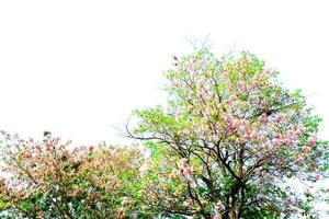 Prunus cerasoides arbre sur fond blanc. photo