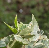 feuilles vertes avec une mouche dessus photo