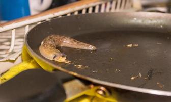 limace mangeant de la nourriture dans une casserole à l'intérieur d'une maison