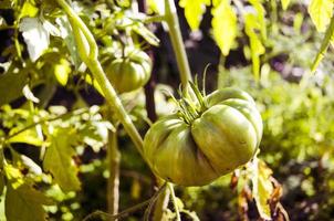 tomate verte. concept d'agriculture. photo