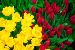 joyeux printemps. festival des tulipes dans le jardin de la ville. fleurs colorées. photo