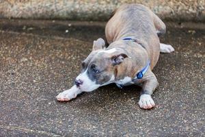 mignon, pit-bull, chien, pose photo