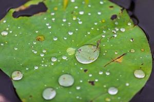 feuille de lotus verte avec goutte d'eau photo