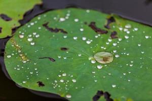 feuille de lotus verte avec goutte d'eau photo