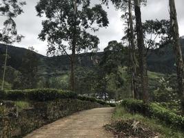 plantations de thé au sri lanka photo