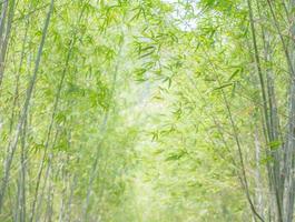 forêt de bambous avec lumière naturelle dans un style flou. photo