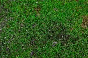 la mousse fraîche verte pousse sur le rocher dans le thème de fond naturel. les mousses siègent dans une division de plante. photo