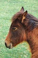 portrait de cheval brun dans le pré photo