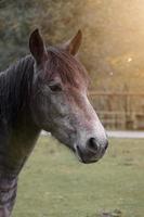 portrait de cheval brun dans le pré photo