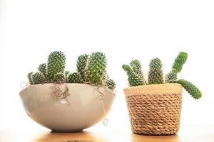 cactus épineux plante succulente plante d'intérieur à feuilles persistantes fleur d'intérieur dans un pot de fleur sur la table copie espace photo
