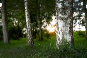 le tronc d'un bouleau dans la forêt au coucher du soleil photo