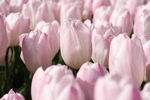 tulipes roses dans le jardin, gros plan photo