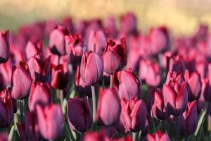 gros plan de tulipes de couleur bordeaux photo