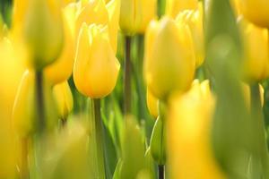 gros plan de tulipes jaunes photo