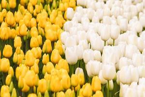 champ de tulipes jaunes et blanches photo