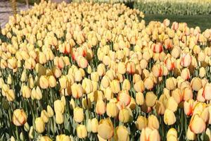 champ de tulipes jaunes photo