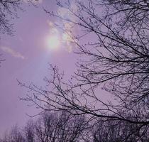 bourgeons de printemps dans une brume violette photo