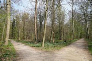 bifurquer dans un chemin forestier photo