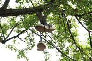 chaussures en toile suspendues à une branche d'arbre photo
