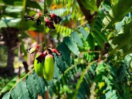 Averrhoa bilimbi fruit sur l'arbre photo