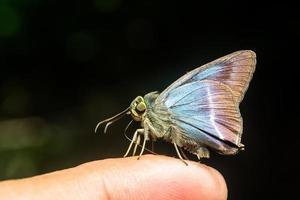 papillon. interdiction de camping krang